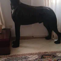 مجسمه سگ پیتبول ایستاده جنس فایبر گلاس نشکن و سبک