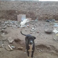 واگذاری توله سرابی