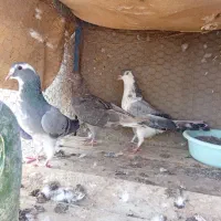کفتر|پرنده|آران و بیدگل, |دیوار