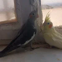 جوجه عروس