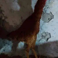 لاری 7ماهه|حیوانات مزرعه|مشگین شهر, |دیوار