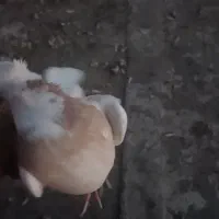 طوقی|پرنده|جیرفت, |دیوار