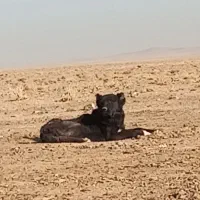 سگ گله ای ب دردخور همچی تموم