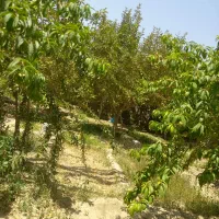 نگهبانی و باغداری