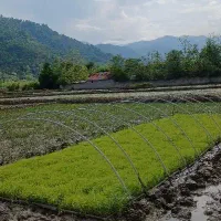 نشای هاشمی اصل