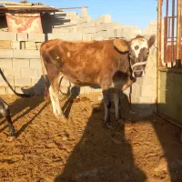 گاو و گوساله|حیوانات مزرعه|کردیان, |دیوار