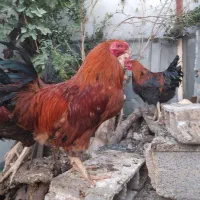 خروس|حیوانات مزرعه|شیراز, چشمه سید صفری|دیوار