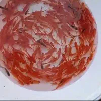 ماهی ساده|ماهی|سنگر, |دیوار