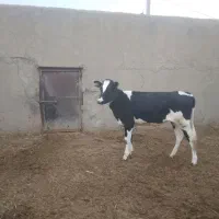 یک عدد گوساله ماده زیر کل هلشتاین نقد درجه یک