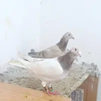 نر ماده کله هما