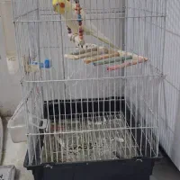 با سلام فروش عروس هلندی|پرنده|آبپخش, |دیوار