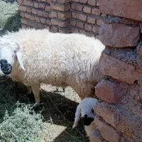 گوسفند