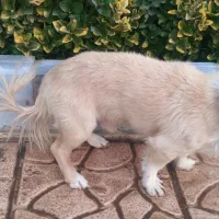 واگذاری سگ تریر|سگ|پردیس, فاز ۶|دیوار