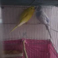 دو جفت مرغ عشق