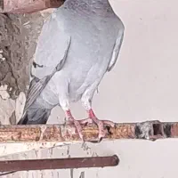 پلاکی