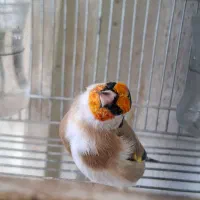 دورگ جهرمی اصل دهن تنگ|پرنده|شیراز, کوزه گری|دیوار