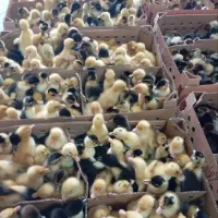 اردک پکنی گوشتی مگ مگی جوجه گلپایگان