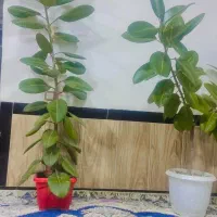 گل فیکوس بزرگ فروشی