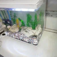 آکواریوم|ماهی|بندر ماهشهر, |دیوار