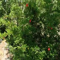 باغچه چهار دیواری فوری فروش در بهترین کوچه خدایار|فروش زمین و ملک کلنگی|ماهدشت, |دیوار