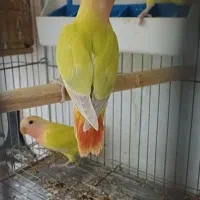 جوجه برزیلی دونخور اوپال سر نارنجی|پرنده|رشت, یخسازی|دیوار