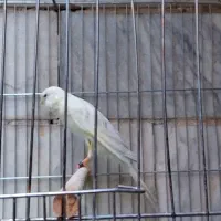 قناری رسمی بلند|پرنده|ری, دیلمان|دیوار