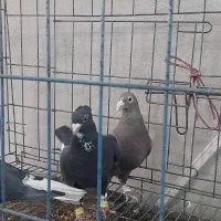 کفتر کبوتر پلنگ  زاغ دم سفید