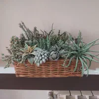 سبد کاکتوس دست ساز|گل مصنوعی|تهران, صادقیه|دیوار