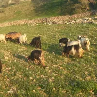 بزداشتی معاوضه با میش