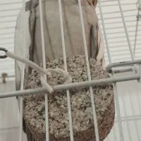 عروس هلندی نر و ماده