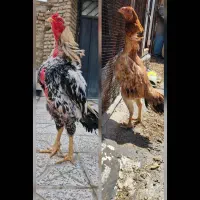 جوجه ازاین دو مولد