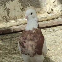کبوتر طوقی