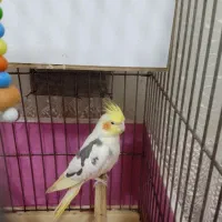 عروس هلندی ماده|پرنده|الوند, |دیوار