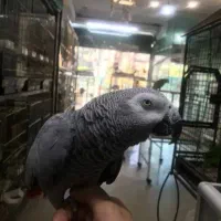 کاسکو کلام دار دستی و رام