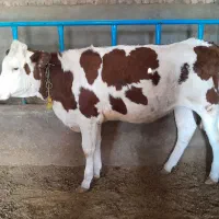 گوساله ماده