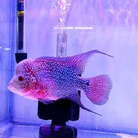 فلاور تایلندی جفت مولد و تک زیر قیمت همه جا|ماهی|نسیمشهر, |دیوار