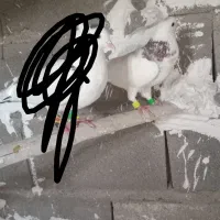 کبوتر پرشی|پرنده|طبس, |دیوار