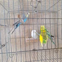 4عدد مرغ عشق