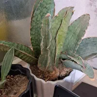 انواع بنسای یوکا و ...