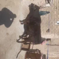 فروش و گرفتن گاوهای شکسته