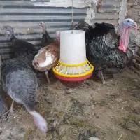 تخم بوقلمون سالم وبه شرط نطفه|حیوانات مزرعه|دزفول, |دیوار