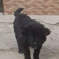 یه جفت تواه قدرجونی