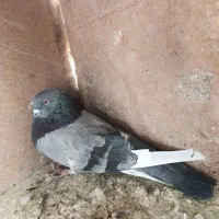 کفتر|پرنده|گلپایگان, |دیوار