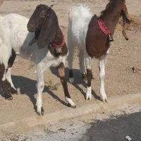 دو راس کولار بزغاله پاکستانی خوشکل آینده دار|حیوانات مزرعه|بردسکن, |دیوار