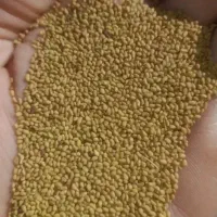 بذریونجه رنجرقدیمی سفیددشت