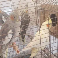 4تاعروس هلندی|پرنده|باسمنج, |دیوار