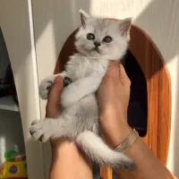 گربه بریتیش سیلور اصیل