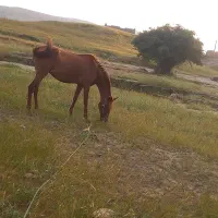 اسب|اسب و تجهیزات اسبسواری|مسجد سلیمان, |دیوار