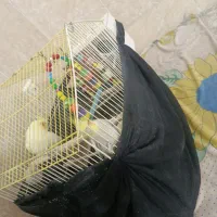 عروس هلندی|پرنده|قم, چهل درخت‎|دیوار
