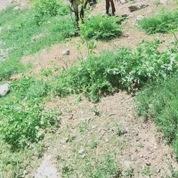 سلاخدمت دوستای گل این قاطردر.دورود.دزدیده شده است|حیوانات|رودشت (چهارمحال و بختیاری), |دیوار